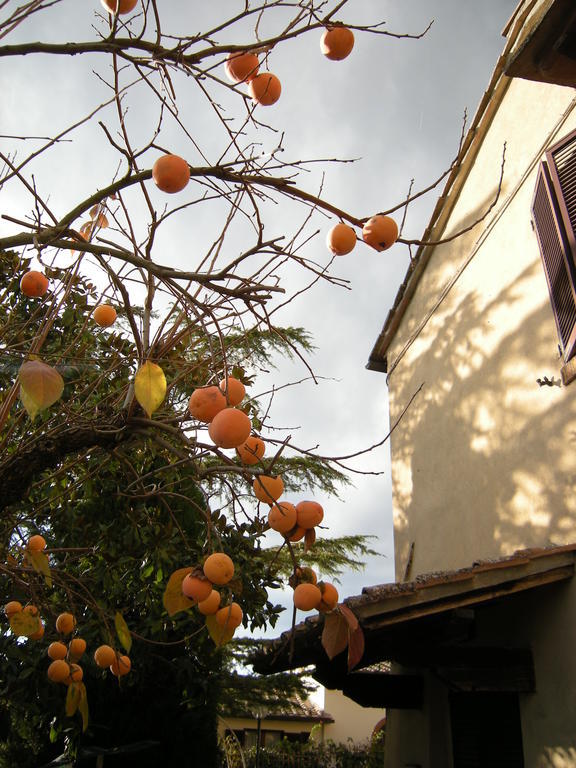 Agriturismo Il Colle Siena Oda fotoğraf